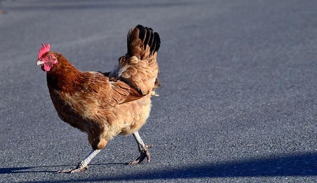 Descubre Todo sobre Jugar Juego Chicken Road en España Online Gratuitamente in Spain